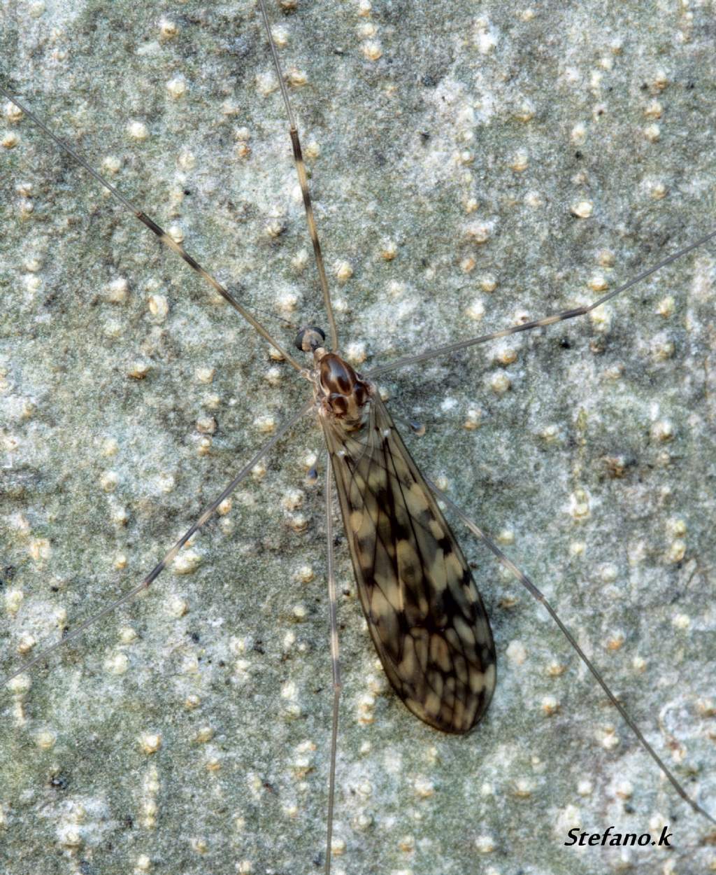 Limoniidae
